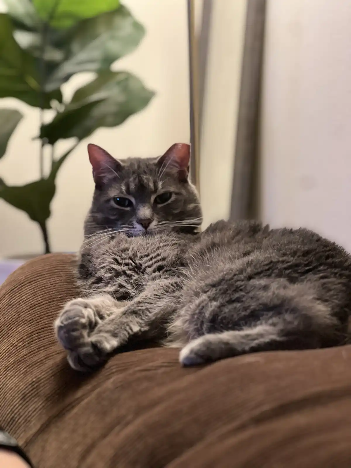A gray tabby cat with a grumpy expression lies curled up on a brown corduroy couch, looking directly at the camera with…