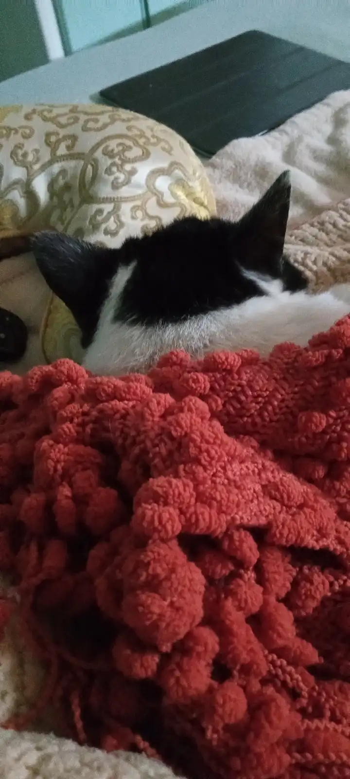 A black-and-white cat is curled up and sleeping on a bed, partially covered by a thick, textured coral-pink blanket. Behind…