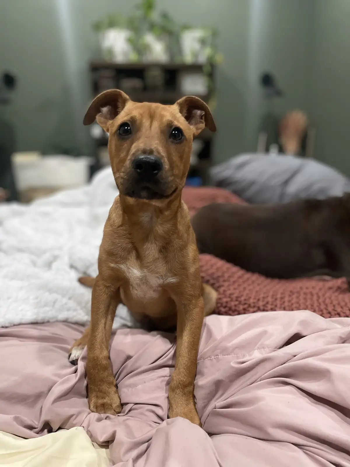 A brown puppy with large, expressive eyes sits upright on a rumpled pink bedspread, looking directly at the camera with a…