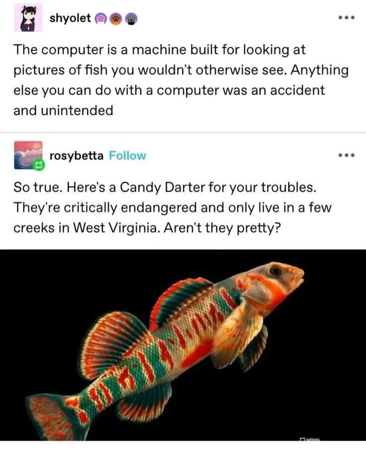 A screenshot of a social media conversation where the first user claims computers are only for viewing fish pictures, and…