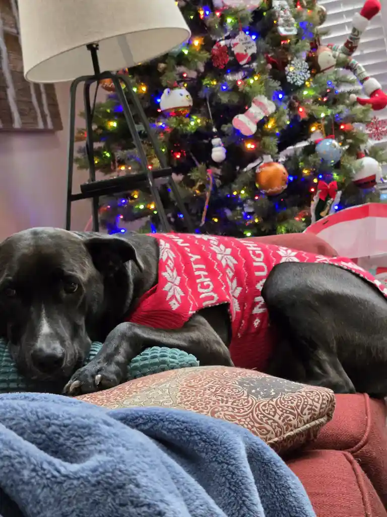 A black dog wearing a red Christmas sweater with white snowflake patterns lies on a couch in front of a brightly lit…