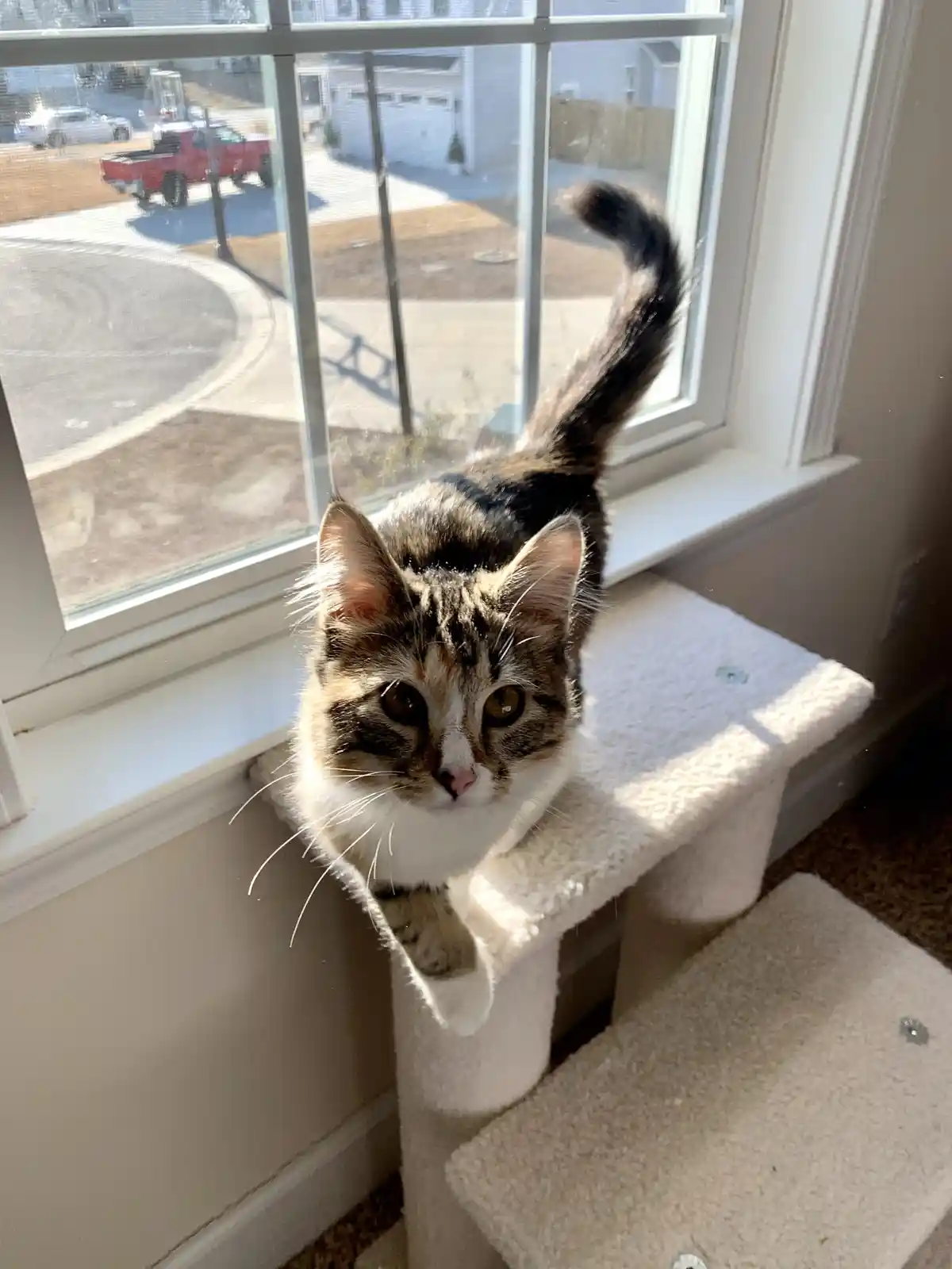 A tabby and white cat with a raised tail sits on a white cat tree perch directly under a window, looking intently at the…