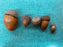Five acorns of varying sizes are arranged in a row on a teal fabric background, decreasing in size from left to right. The…
