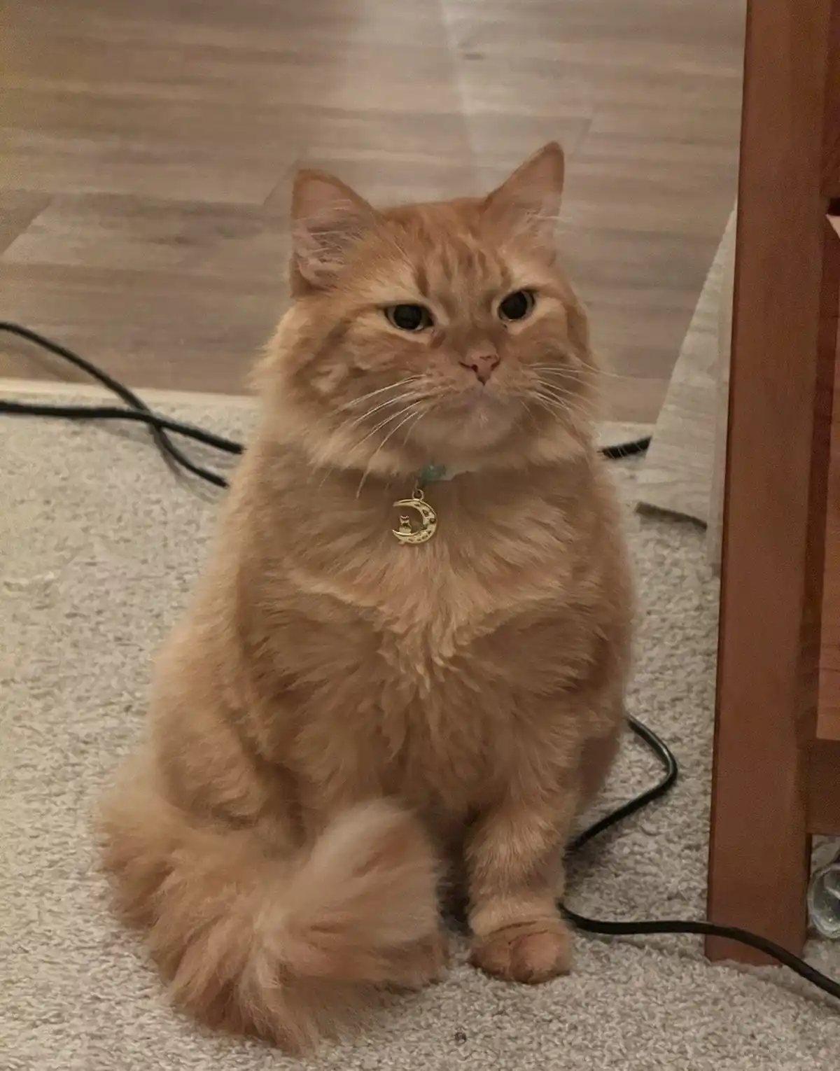 A fluffy orange tabby cat sits on a light-colored carpet, looking directly at the camera with a slightly unimpressed or…