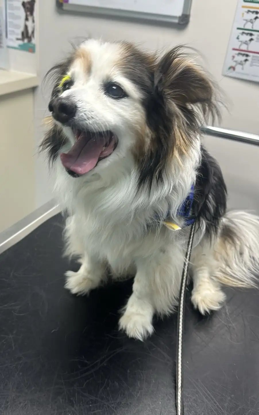 Daily Dose of Cuteness: Meet My Dog Panko