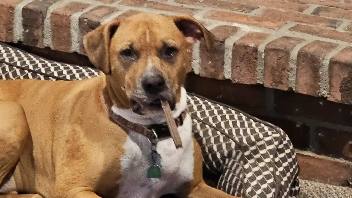 A brown and white dog with floppy ears lies on a patterned cushion next to a brick wall, holding a stick in its mouth and…