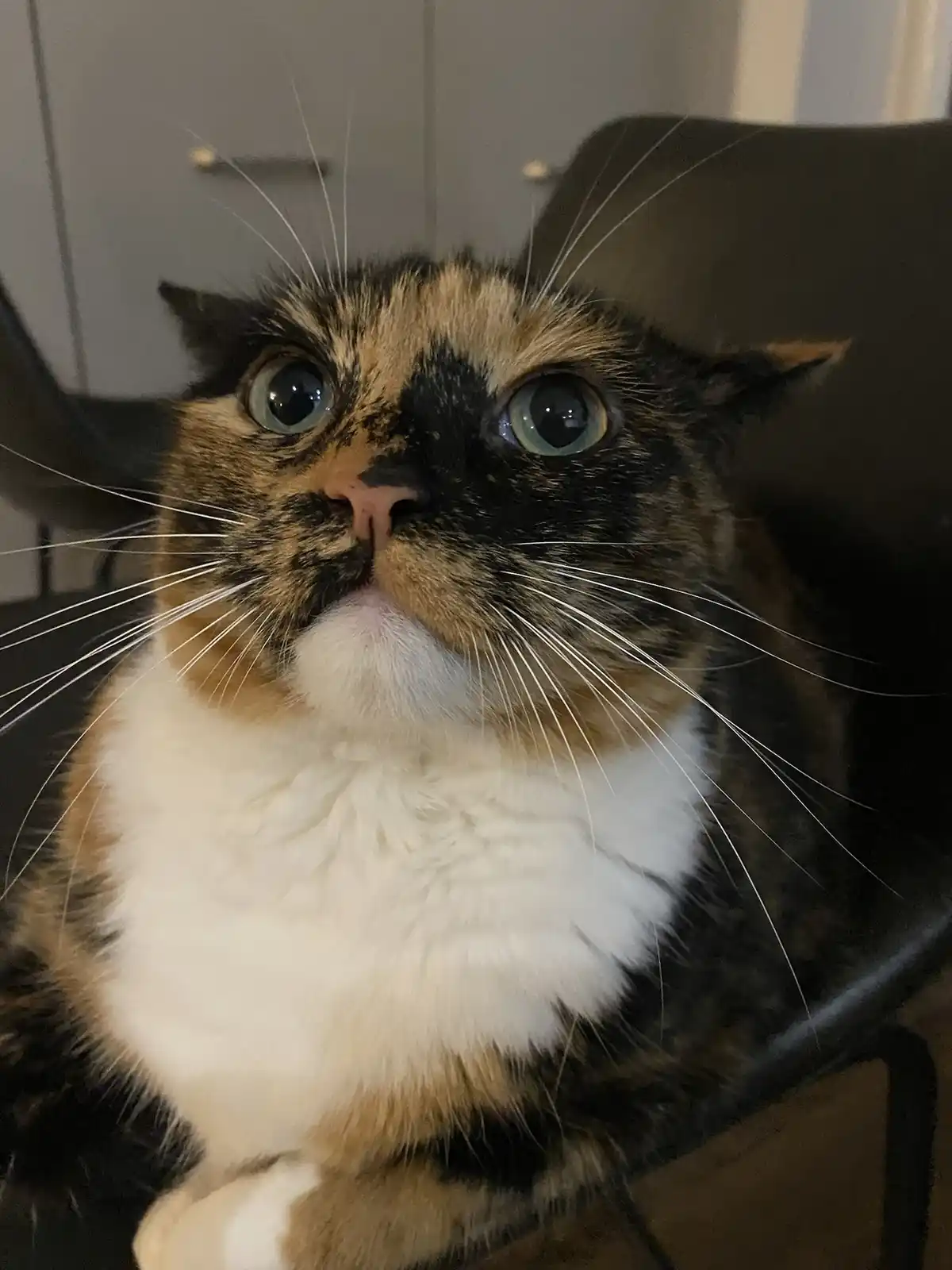 A close-up photo of a calico cat with wide, startled blue eyes looking upward, sitting in a dark chair. The cat has a white…