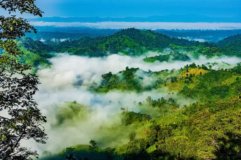 A scenic photograph of rolling green hills partially obscured by thick white fog, with tree branches visible in the…