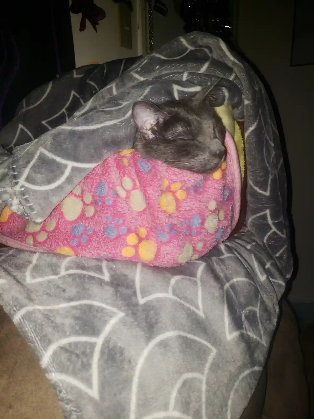 A gray cat is sleeping peacefully with its head resting on a pink blanket adorned with colorful paw prints, while being…