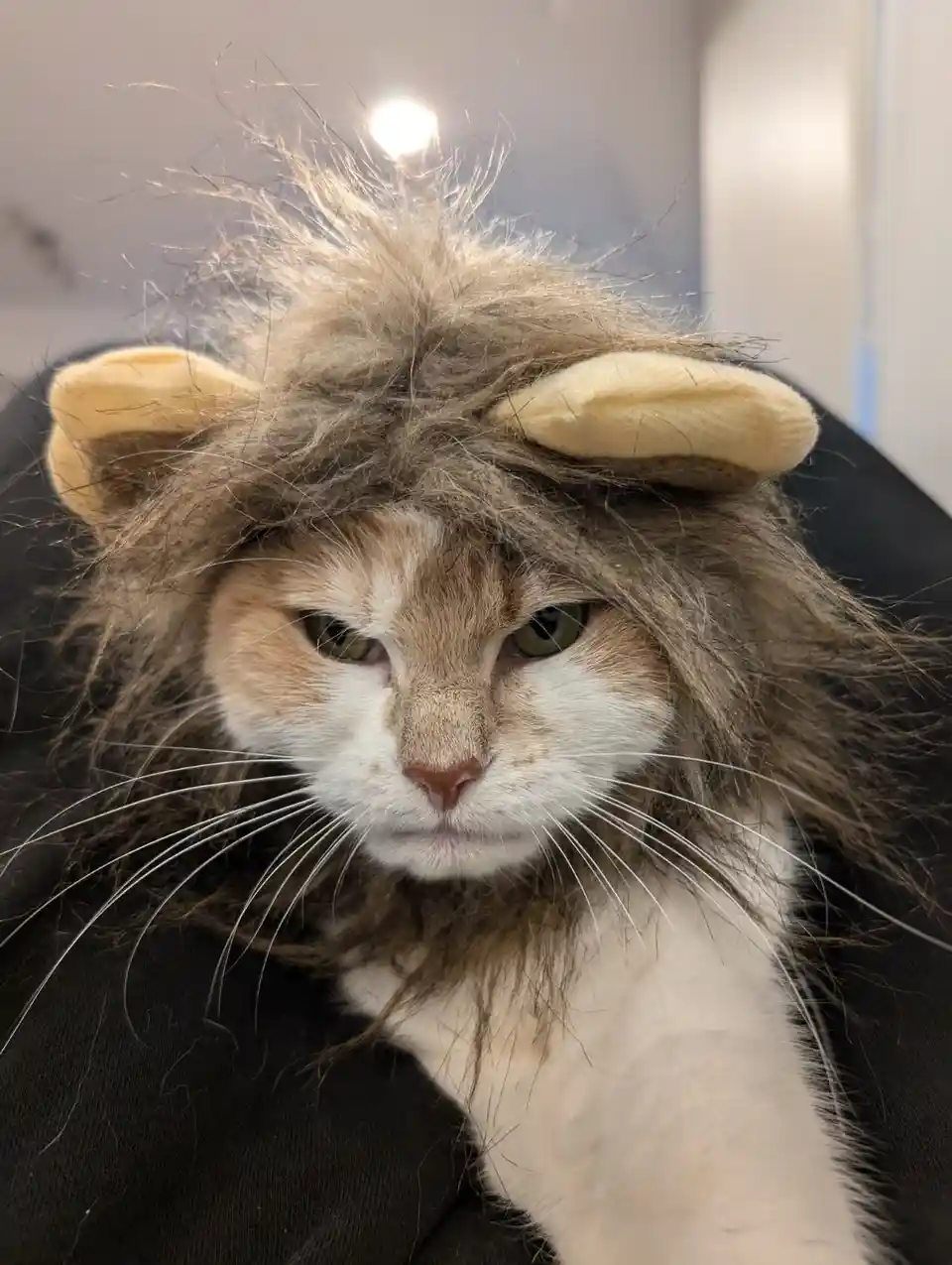 Meet Emma, the Adorable Cat