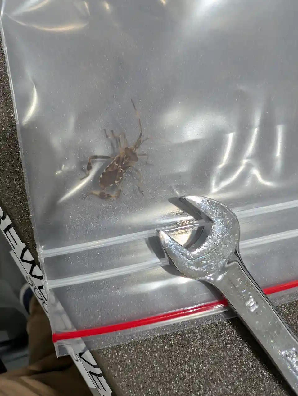 A brownish insect with long antennae and spindly legs is inside a clear plastic zip-top bag, next to a shiny metal wrench…