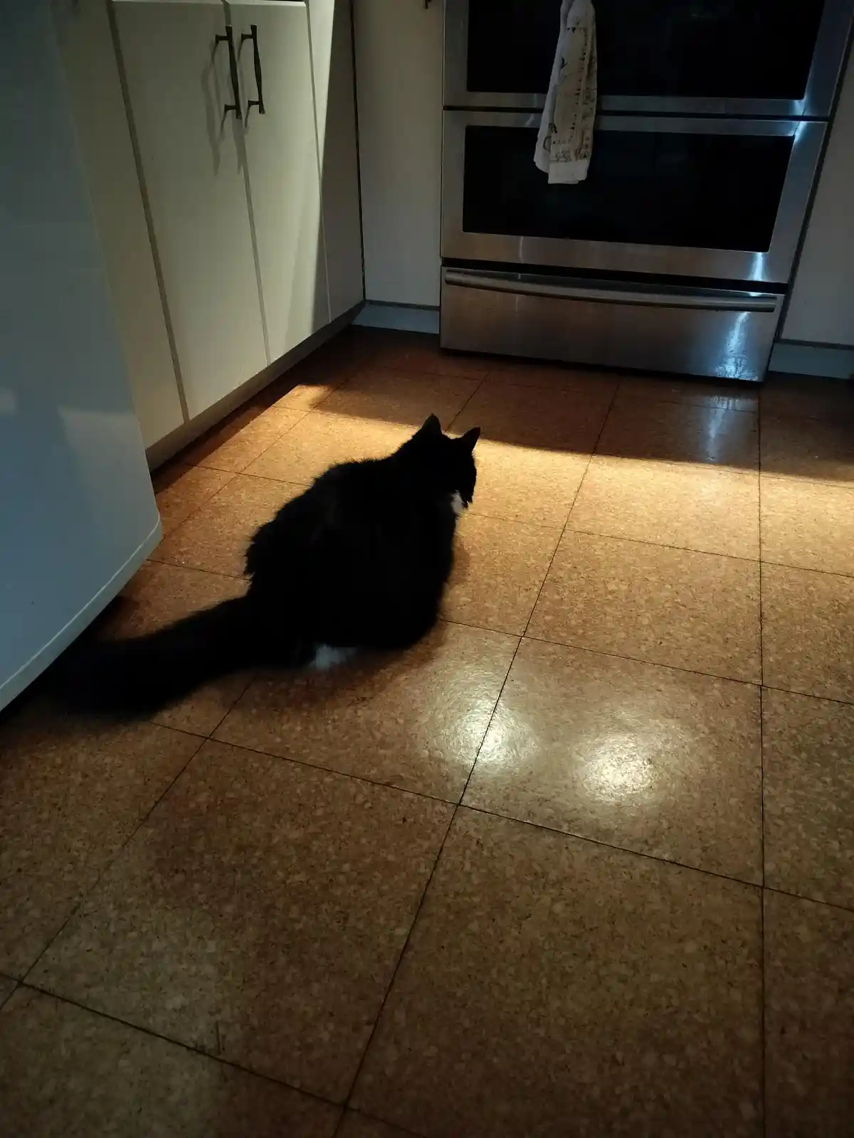 A black and white cat sits on a tiled kitchen floor, facing away from the camera toward a stainless steel oven, bathed in a…