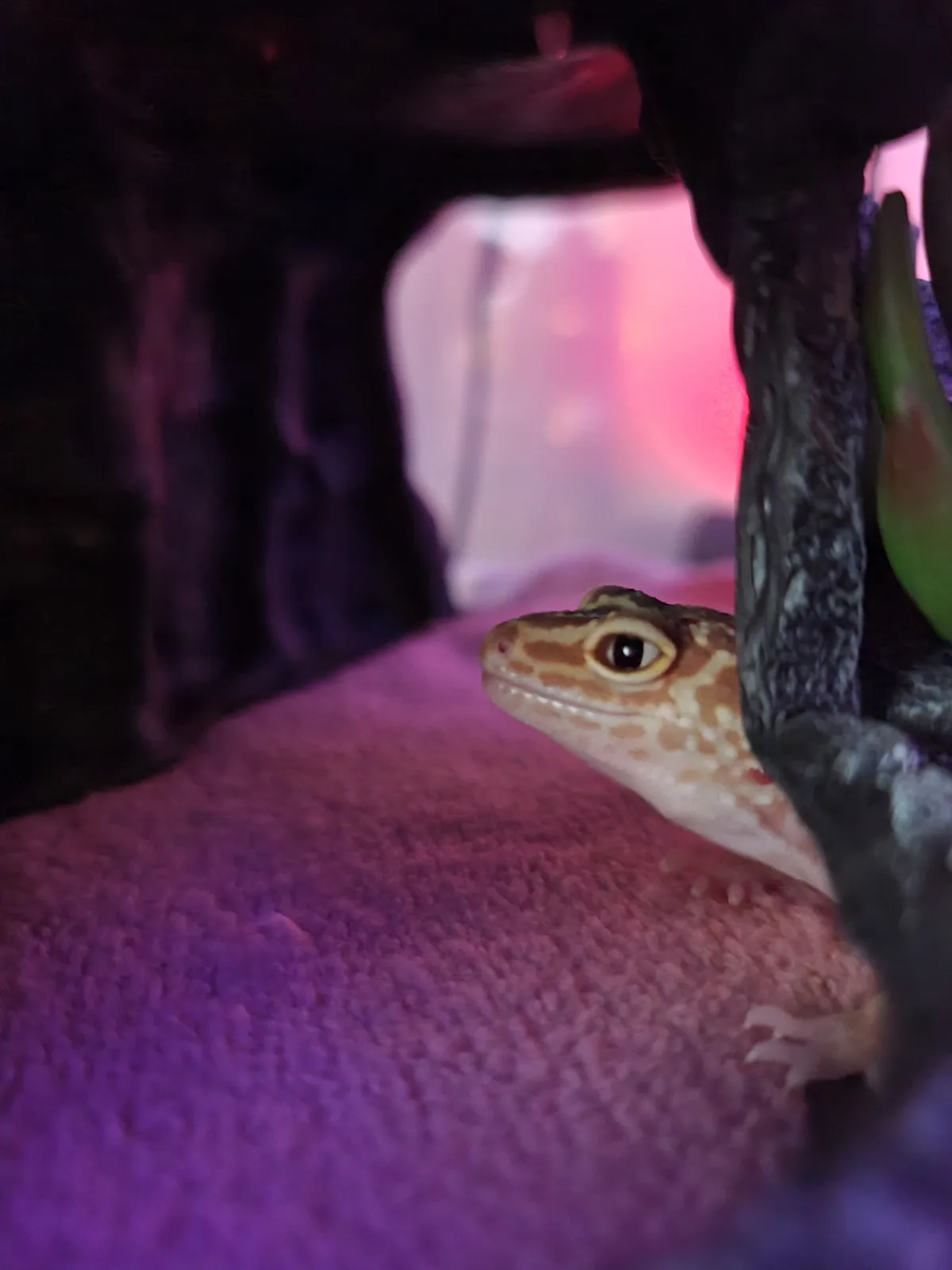 A close-up photo of a leopard gecko peeking out from behind a dark, textured hide in a terrarium, illuminated by pink and…