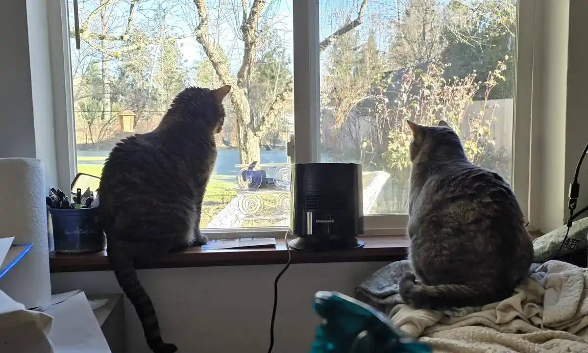 Two tabby cats sit side by side on a windowsill, both facing outward toward a yard with trees and a fence. A black Honeywell…