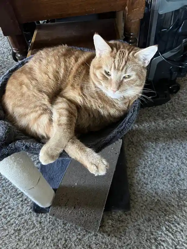 An orange tabby cat with green eyes is curled up and resting on a grey cat tree perch, looking directly at the camera with a…