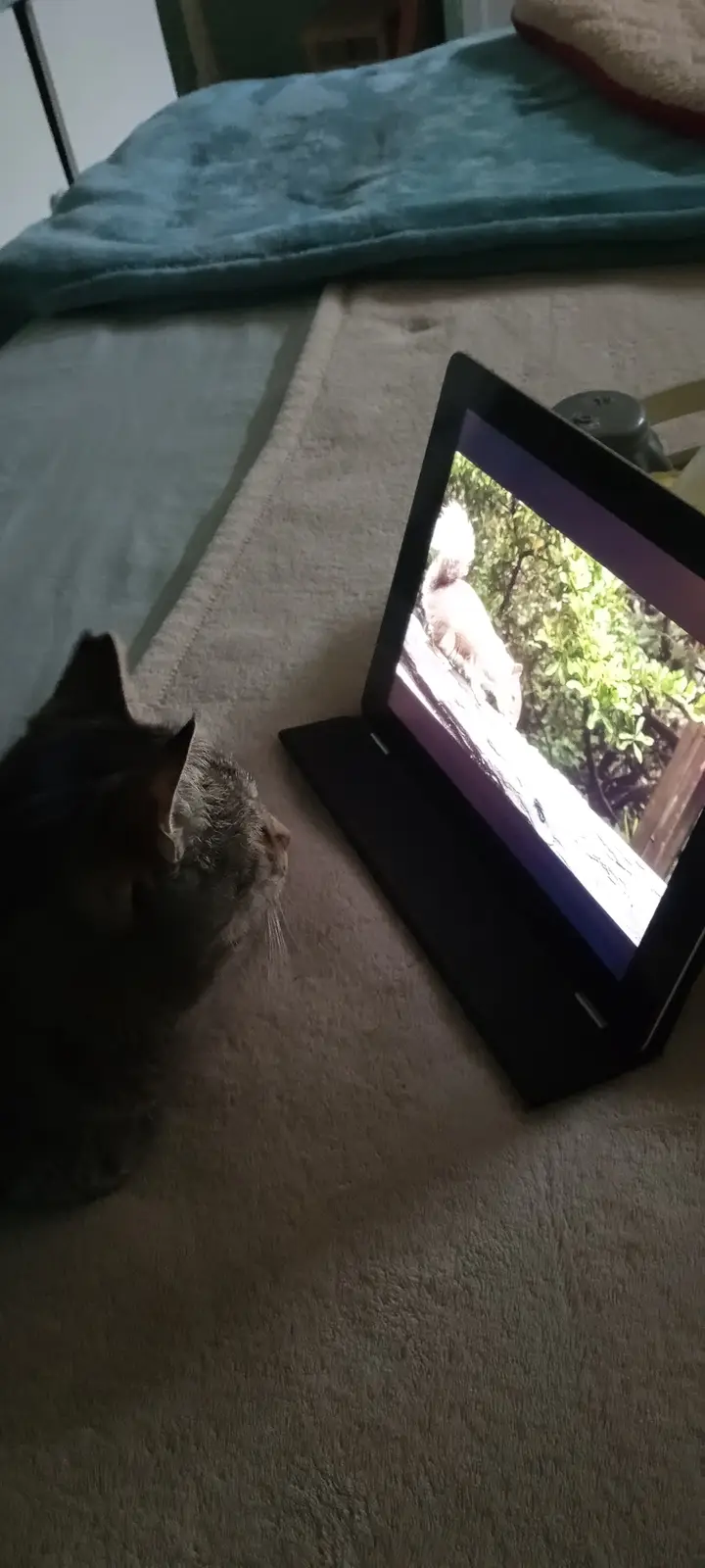 My crazy cat!