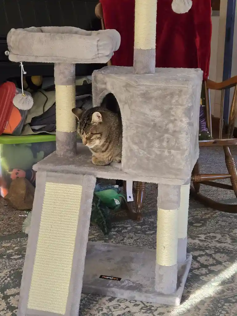A brown tabby cat sits inside a grey, plush cat tree with a small enclosed cubby, looking down with a relaxed expression…