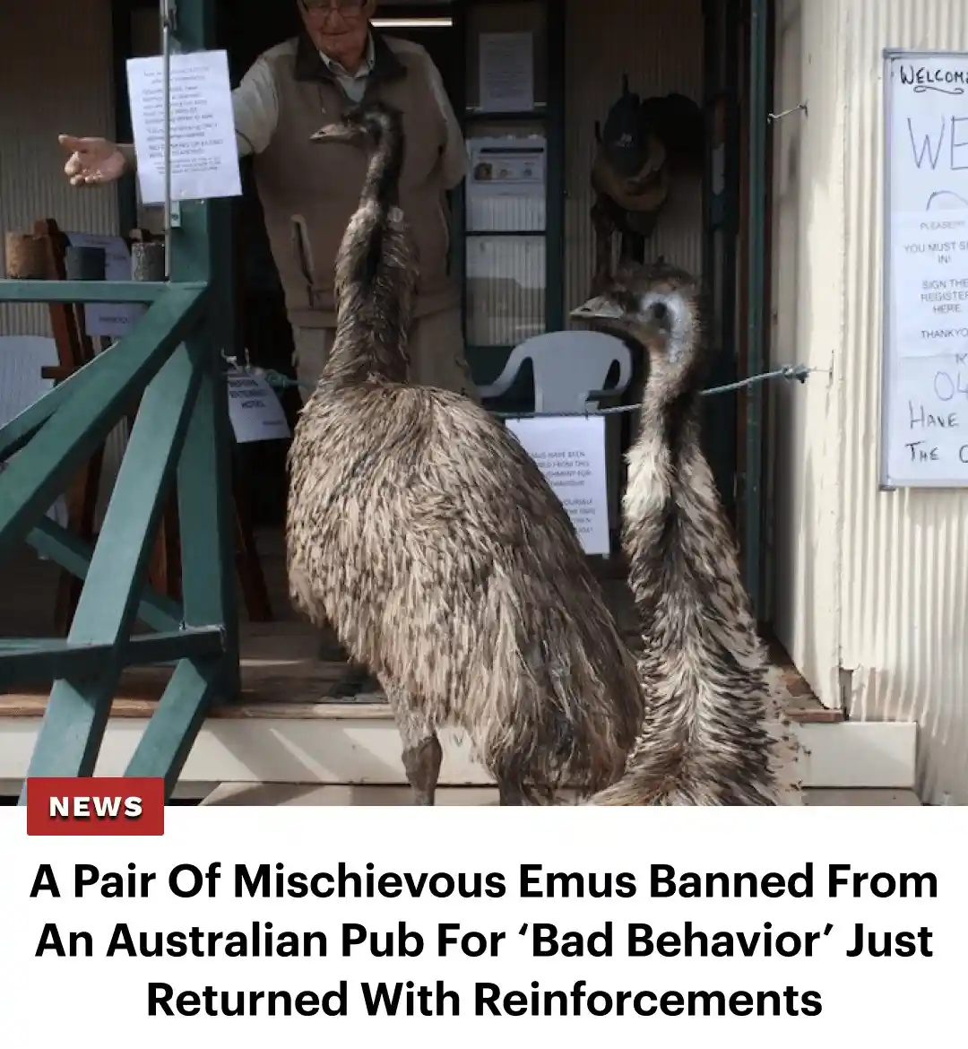 Two emus stand at the entrance of a building, with a man in a vest gesturing behind them. The image is overlaid with a…