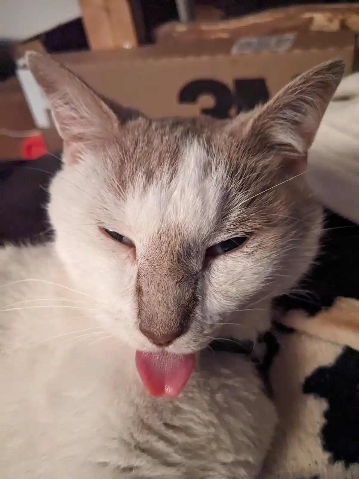 A close-up photo of a white and gray cat with its eyes half-closed and tongue sticking out, appearing very relaxed or…
