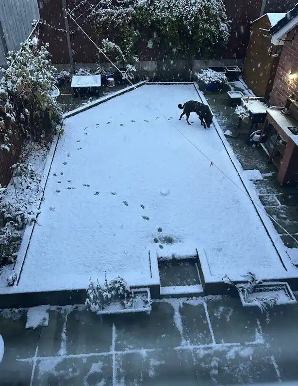 A black dog walks across a snow-covered backyard patio, following a red ribbon tied to a string that extends toward the…