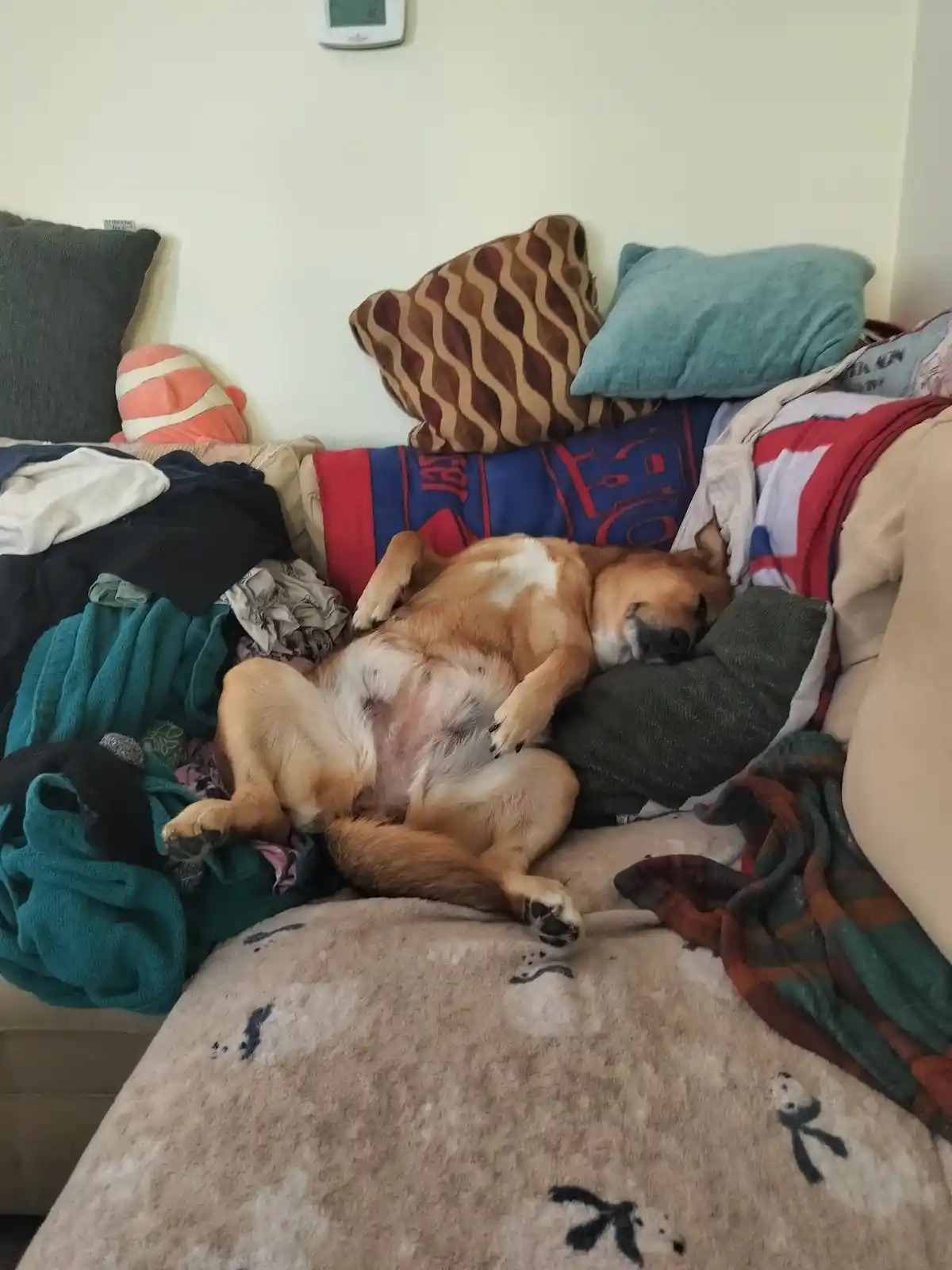 A tan and white dog is sleeping on its back on a messy couch, exposing its belly, surrounded by pillows, blankets, and…