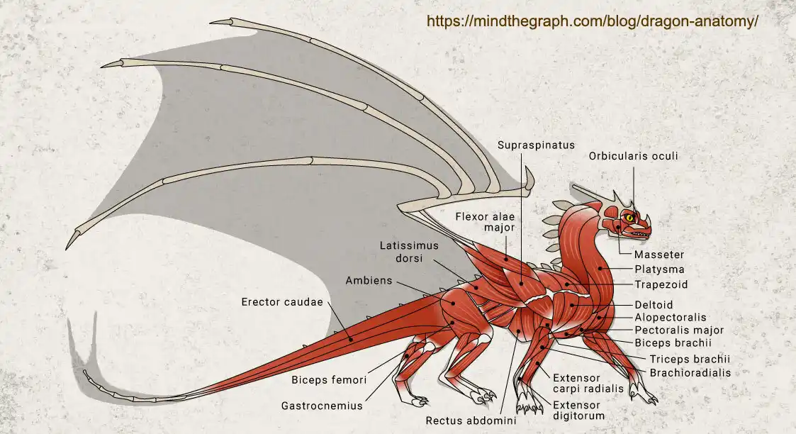An anatomical illustration of a dragon with its muscles labeled in Latin, showing detailed muscle groups like 'Latissimus…