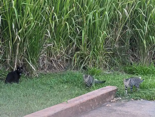 Three cats are visible in a grassy area next to tall green reeds: a black cat on the left, and two tabby cats to its right…