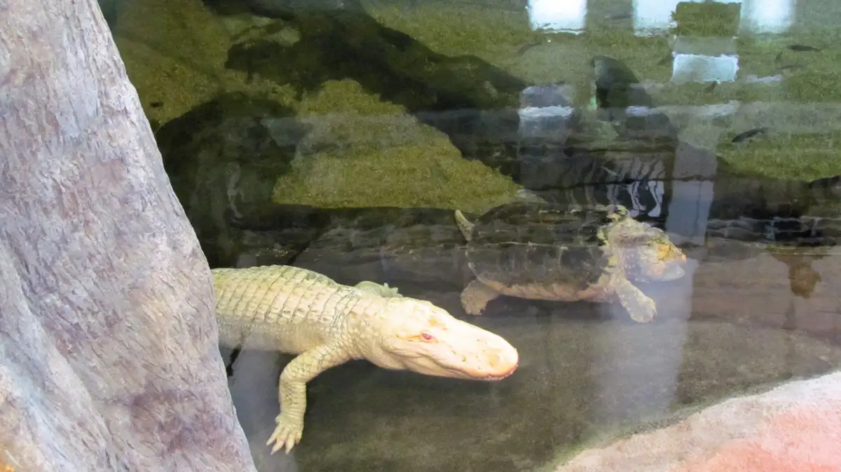 A pale alligator and a dark turtle are swimming side by side in murky water, both looking forward. The alligator is on the…