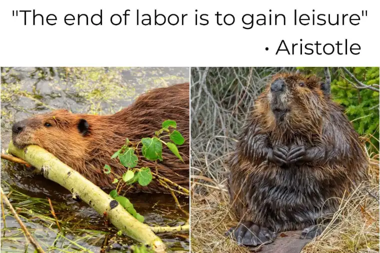 The image is split into two panels showing beavers. On the left, a beaver is in water holding a branch. On the right, a…