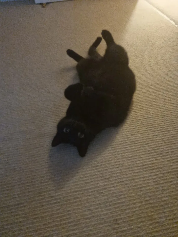 A black cat lies on its back on a beige carpet, legs curled up, looking up at the camera with wide eyes. The overlaid text…