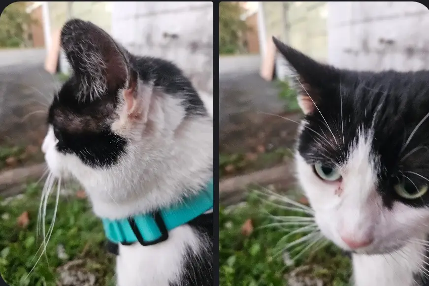 A split-screen image shows a black-and-white cat first in profile with its ear upright, then facing forward with its ear…