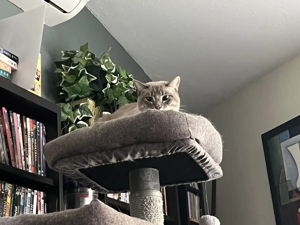 A light-colored cat with dark eyes sits atop a gray, cushioned cat tree perch, looking down at the camera with a calm…