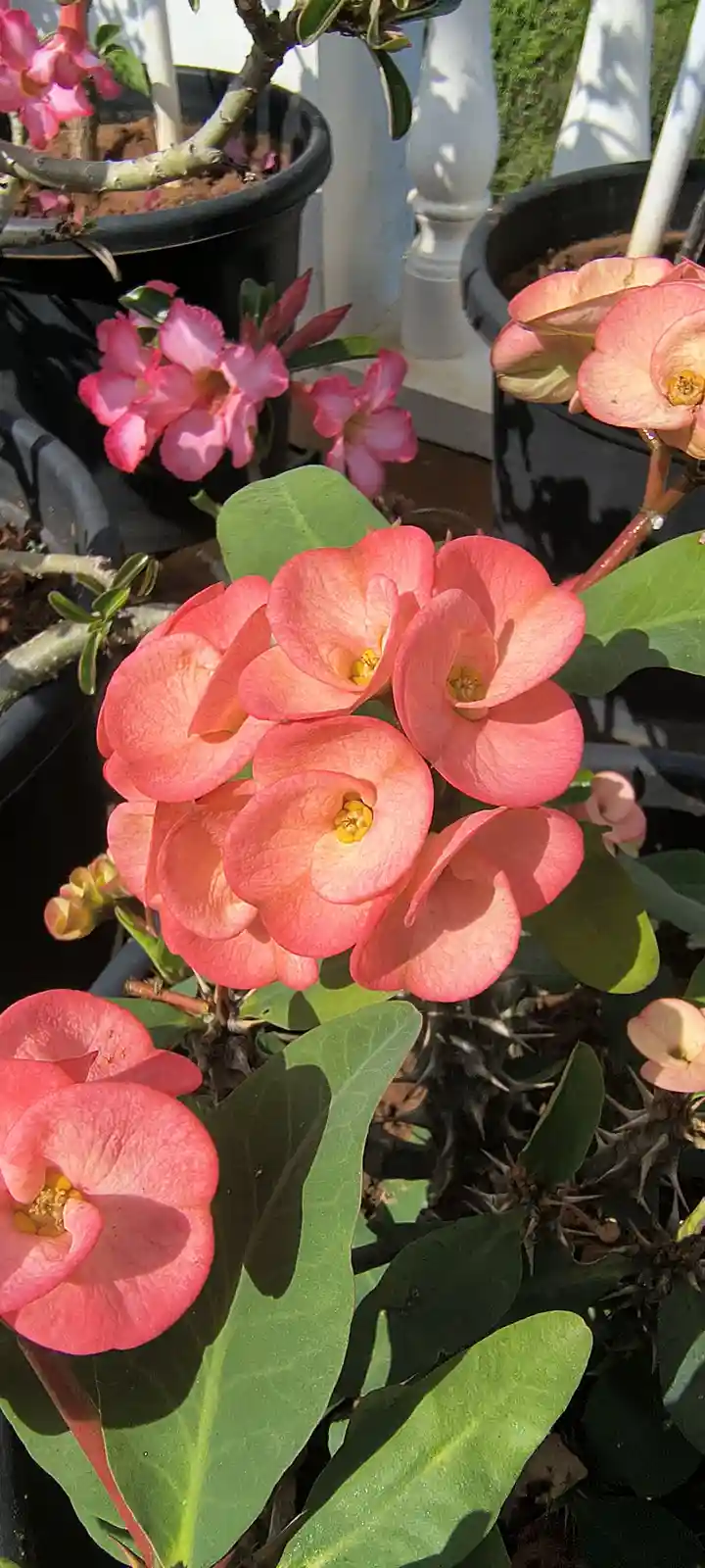 A close-up photo of a potted plant with bright pink, cup-shaped flowers and large green leaves, showing thorny stems…