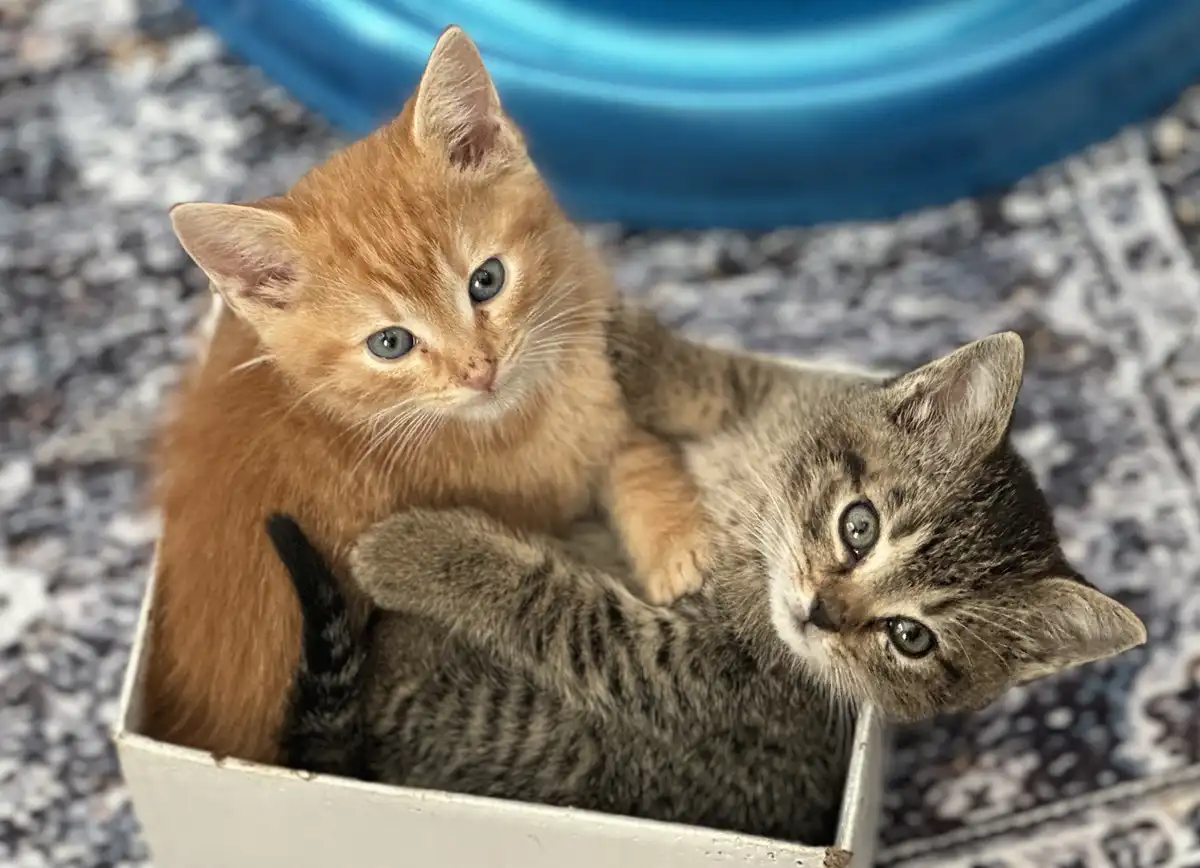 Two small kittens, one orange and one tabby, are snuggled together inside a white cardboard box. The orange kitten sits…