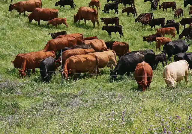 All about cows and their charm