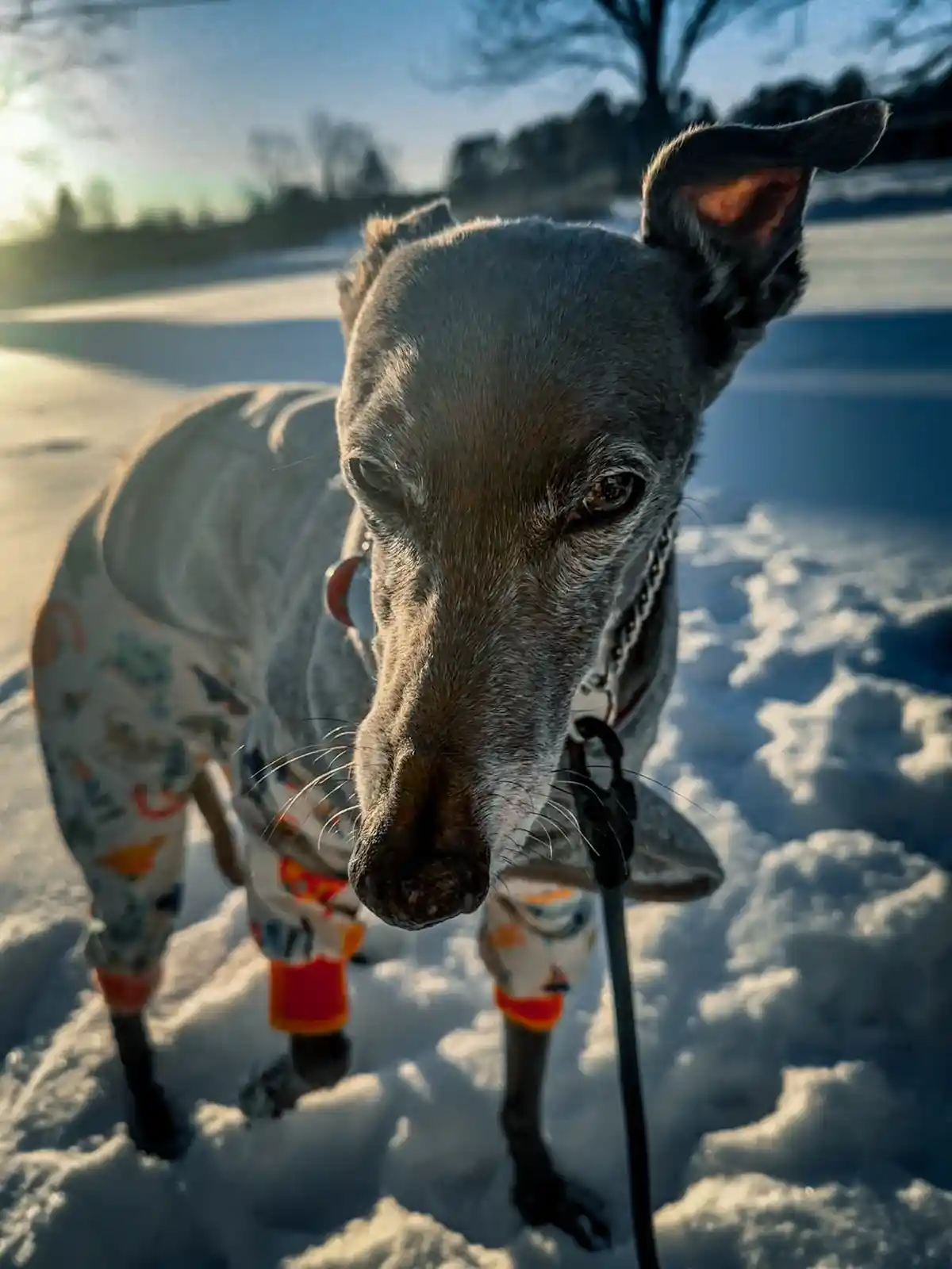 A greyhound dog stands in deep snow, wearing a patterned pajama-style outfit with bright orange booties on its paws. The dog…