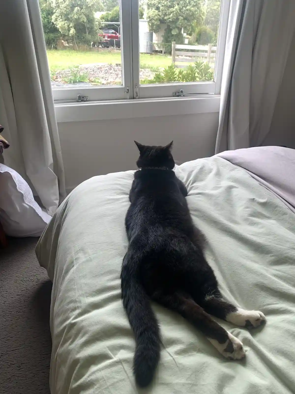 A black cat with white paws lies stretched out on a bed, facing away from the camera toward a window. The cat wears a collar…