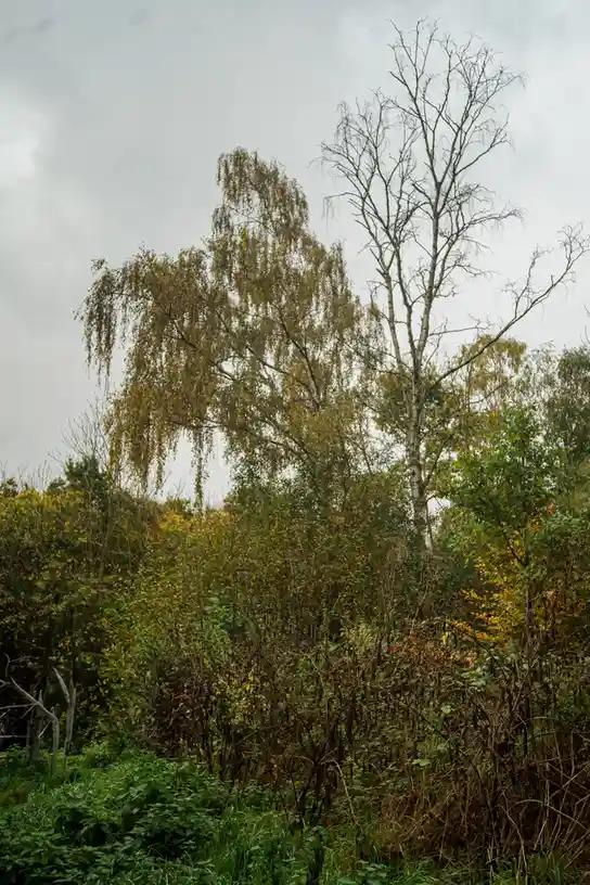 A photo of a forest scene with two prominent trees: one is a leafy, weeping birch with autumnal yellow-green leaves, and the…