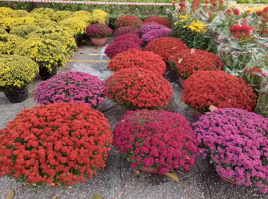 Rows of potted chrysanthemums in bright red, pink, and yellow are arranged on a paved surface, with some wrapped in plastic…