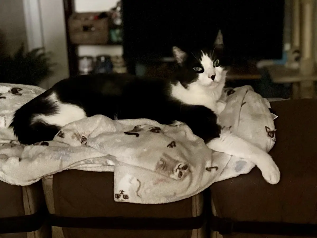 A black and white cat with green eyes is lounging on a light-colored blanket with small cat patterns, resting on a dark…