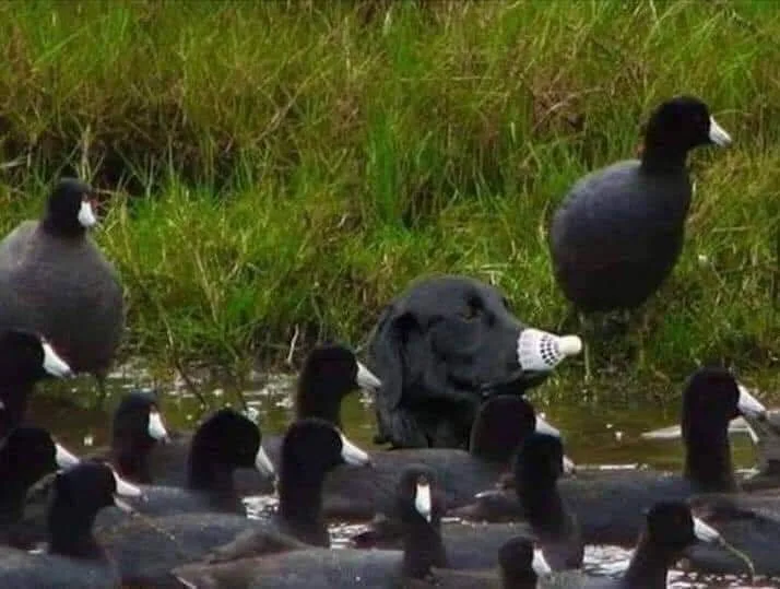 A black dog with floppy ears is partially submerged in water among a flock of coots, its beak replaced with a white…