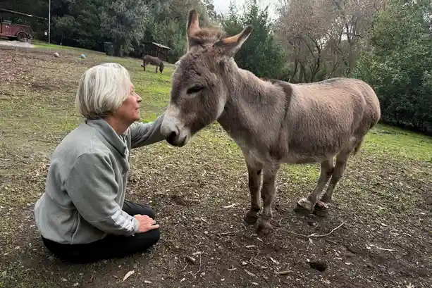 An older woman with short white hair kneels on grassy dirt ground, gently touching the nose of a standing donkey. The…