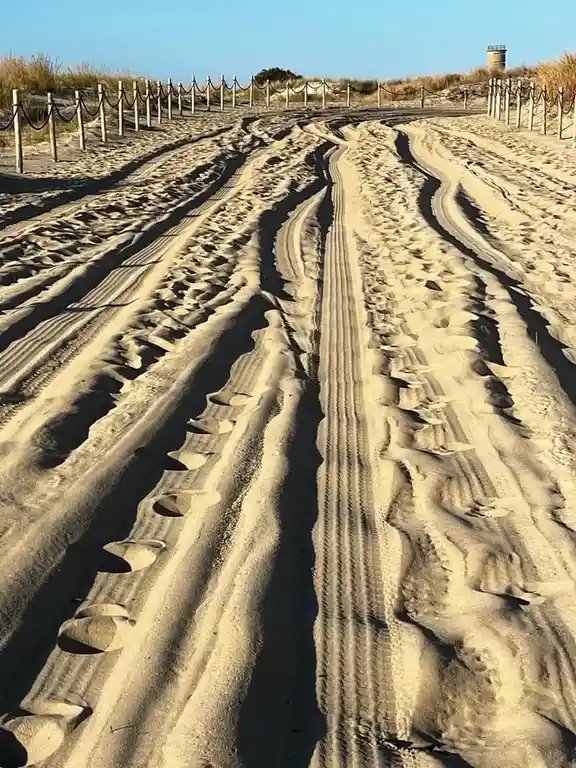a photo of a sandy beach with distinct tire tracks and footprints running down the center, flanked by a rope fence on the…