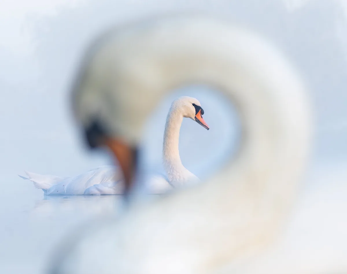 A white swan is in sharp focus, framed by the blurred, curved neck of another swan in the foreground, creating a heart-like…
