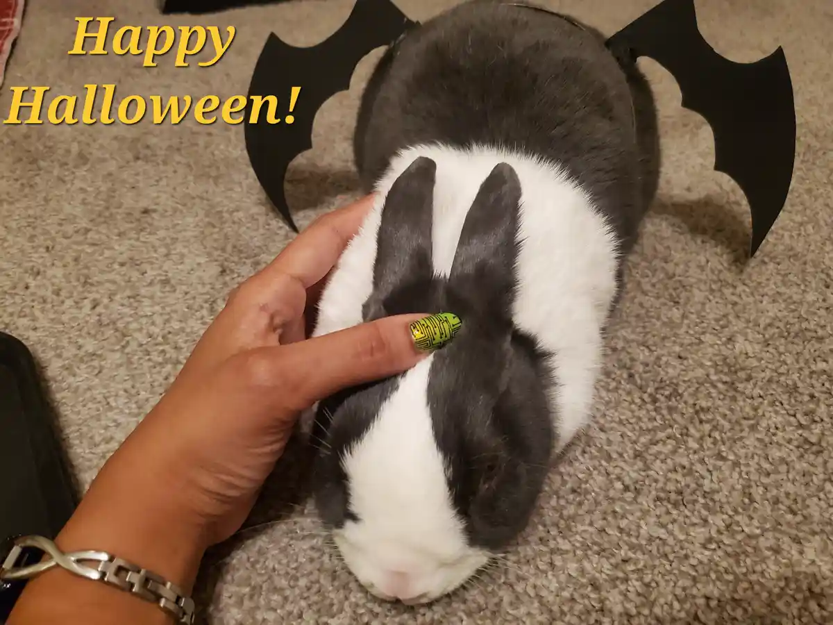 A black and white rabbit wearing a black bat-wing headband sits on a beige carpet while a person's hand pets its head; the…