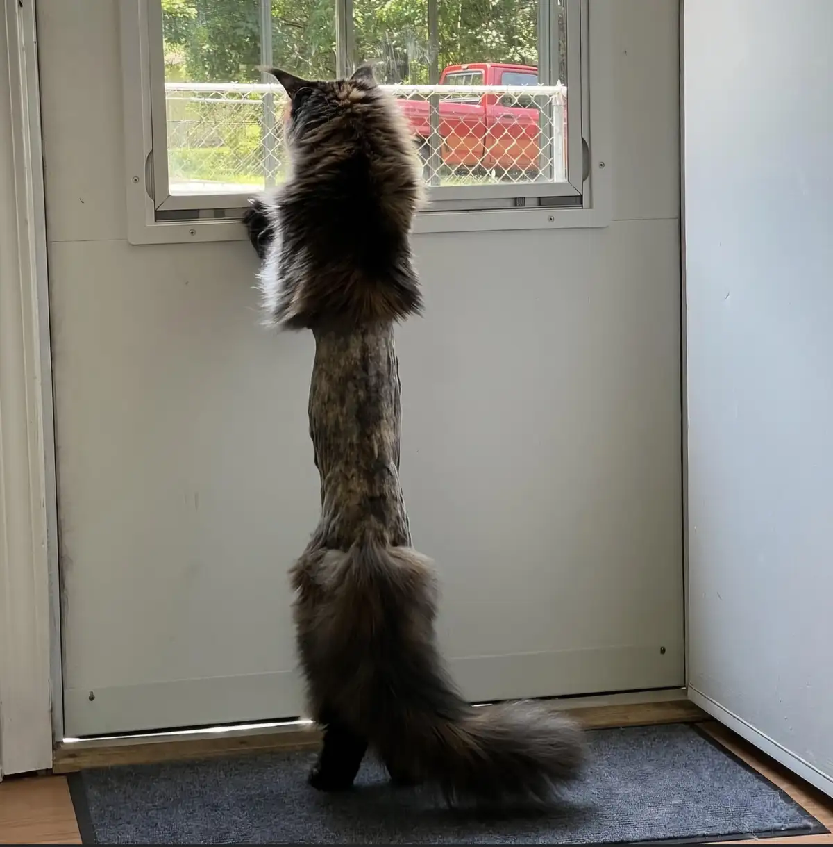 Meet the Adorably Partially Shaved Kitty