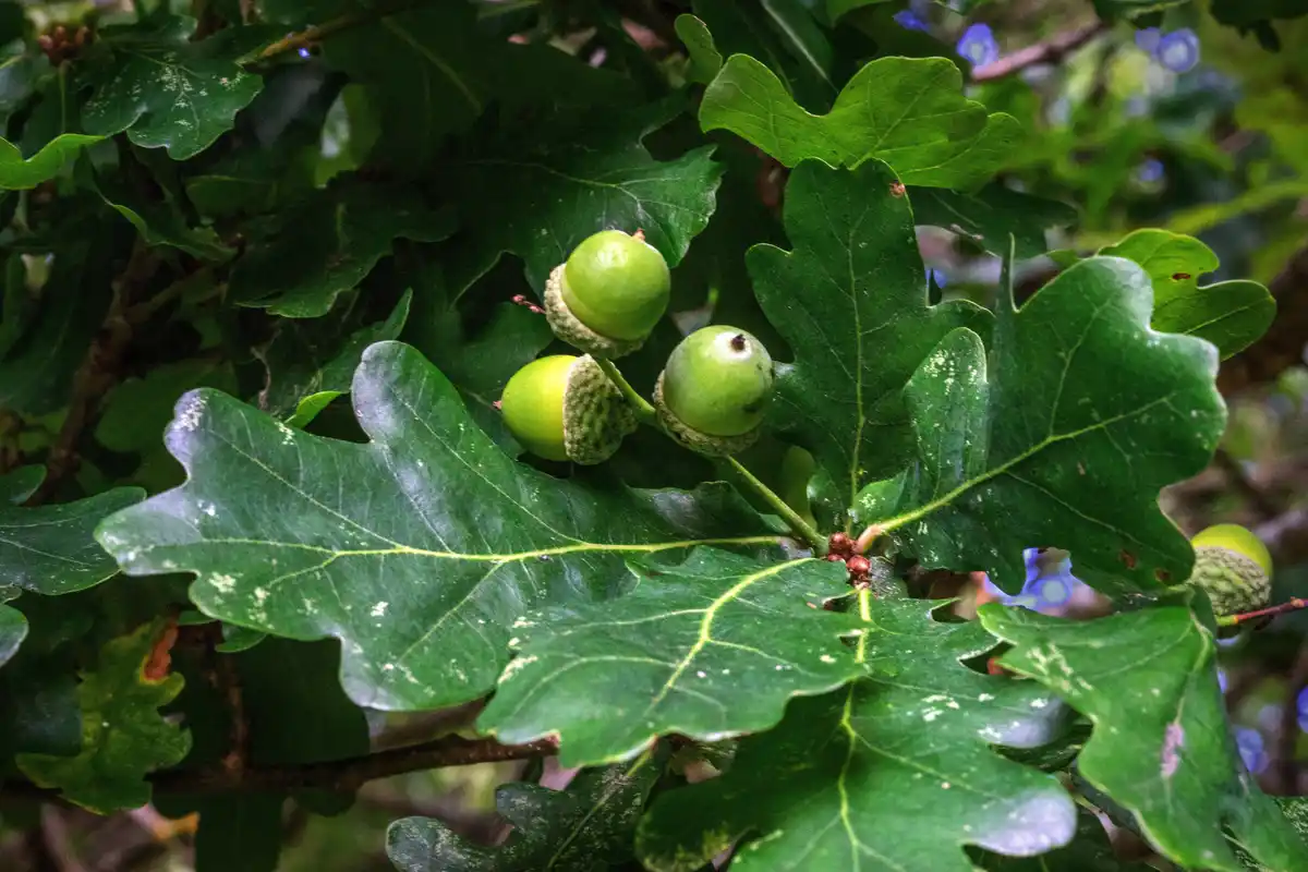 A close-up photo shows several green, unripe acorns nestled among large, lobed oak leaves on a tree branch. The background…