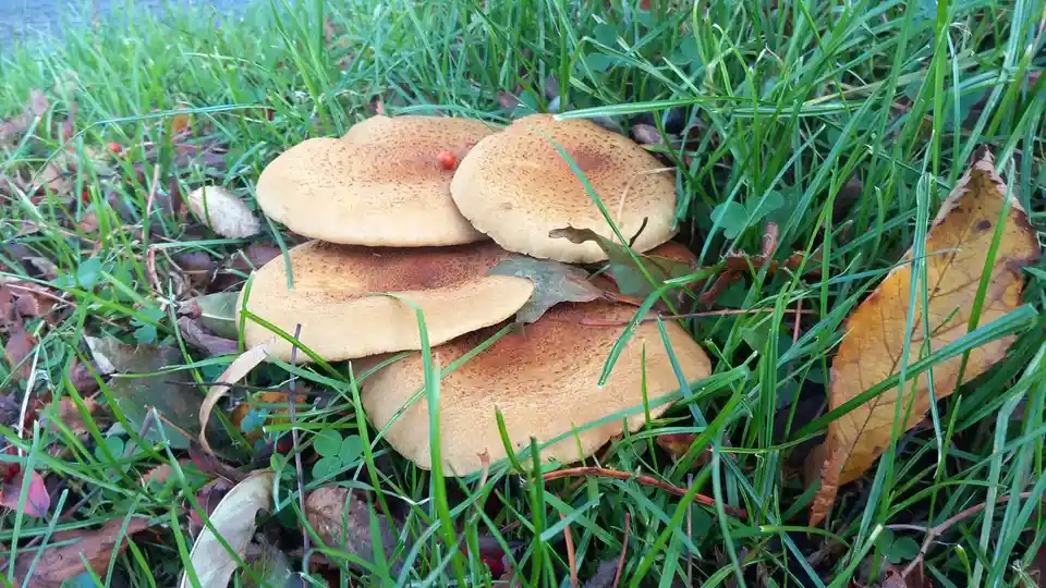 A cluster of four brownish-yellow mushrooms with speckled caps grows in green grass mixed with fallen autumn leaves. One…