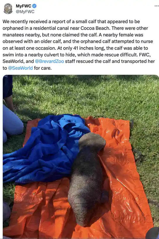 A small, dark gray manatee calf lies on its back on an orange tarp spread over green grass, next to a blue towel. A person's…