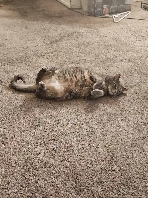 A gray tabby cat is lying on its back on a beige carpet, exposing its belly and looking relaxed. The overlaid text reads…